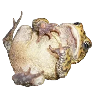 ❤️ sapo, anfíbio, animal, vida selvagem, natureza, rã whatsapp sticker