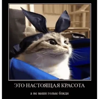 🤿 ЭТО НАСТОЯЩАЯ КРАСОТА
a не ваши голые бляди mèo, tai thỏ, làm đẹp, xúc phạm, hài hước, meme, nga telegram sticker
