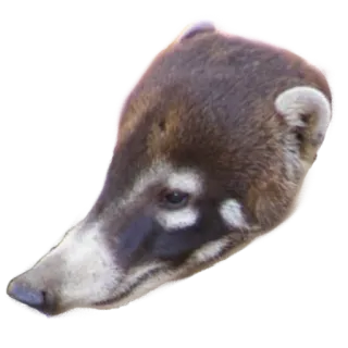 Coati Pack 1 telegram stickers