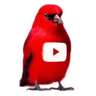 🐦 새, youtube, 빨간색, 동물 telegram sticker