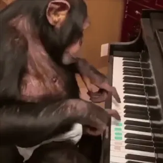 😁 monkey, piano, chimpanzee, animal, music telegram sticker