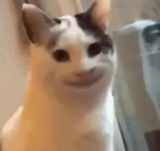 🐱 gato, animal, animal de estimação, meme, engraçado, humor, cara de gato, gato sorrindo telegram sticker