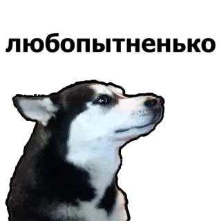 😯 dog, husky, animal, pet, cute, portrait whatsapp sticker