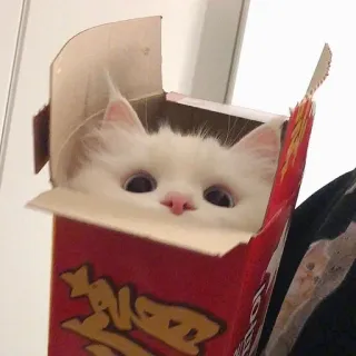 🥱 Katze, Kiste, Kätzchen, süß, lustig, Tier, Haustier telegram sticker
