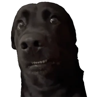👀 dog, black labrador, animal, funny, meme, pet whatsapp sticker