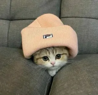 😏 gatto, gattino, carino, animale domestico, animale, cappello telegram sticker