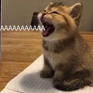 😫 AAAAAAAAAAAAA แมว, ลูกแมว, หาว, กรีดร้อง, น่ารัก, สัตว์ whatsapp sticker