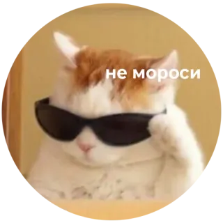 😤 не мороси kat, zonnebril, cool, meme whatsapp sticker