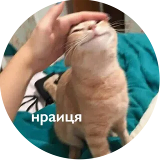 👍 нраица kat, huisdier, aaien, dier, schattig whatsapp sticker