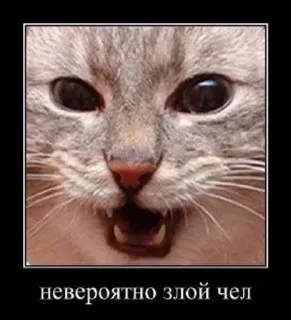 🌟 невероятно злой чел kucing, marah, meme, lucu, binatang telegram sticker