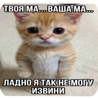 🤨 ТВОЯ МА... ВАША МА... ЛАДНО Я ТАК НЕ МОГУ ИЗВИНИ 고양이, 새끼 고양이, 귀여운, 밈, 사과, 웃긴 telegram sticker