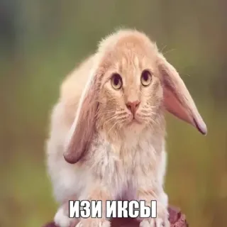 🤩 ИЗИ ИКСЫ cat, rabbit, hybrid, animal, cute telegram sticker