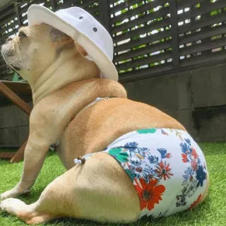🐶 Hund, Badeanzug, Hut, Tier, Sonne whatsapp sticker