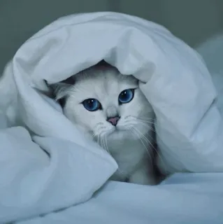 🌝 gato, gatinho, fofo, animal, animal de estimação, cobertor, aconchegante, branco whatsapp sticker
