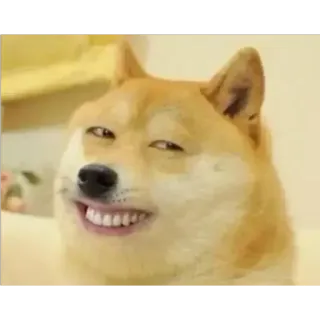 😁 Doge Doge, Mem, Śmieszne, Pies, Zwierzę, Mem internetowy telegram sticker
