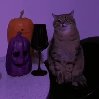 🐱 kot, dynia, halloween, jesień, jesień, święto, dekoracja, zwierzę telegram sticker