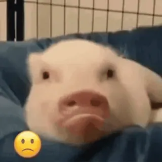 🙁 porco, triste, animal, emoji, fofo whatsapp sticker