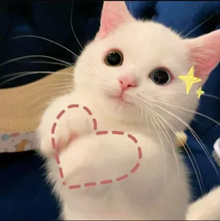 ❤️ gatto, gattino, cuore, carino, animale domestico, animale, adesivo whatsapp sticker