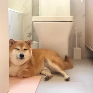 ❤️ dog, shiba inu, bathroom, toilet, pet, animal, lying down, domestic animal telegram sticker