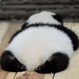 🐼 Panda, Panda bebé, Animal, Lindo, Oso telegram sticker