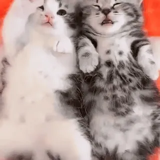 🥺 chats, chatons, animaux, dormir, mignon, animaux domestiques, animaux de compagnie telegram sticker