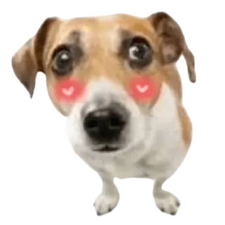 😳 собака, милый, щенок, животное, питомец, эмодзи telegram sticker