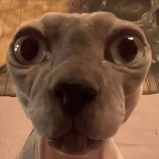 😳 gato sphynx, gato, animal de estimação, animal, gato sem pelo whatsapp sticker