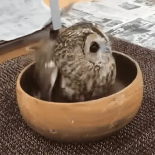 🦉 sowa, ptak, zwierzę, słodki, kąpiel, miska telegram sticker