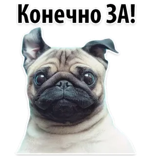 ☺️ Конечно ЗА! dog, pug, animal, cute, yes, agree telegram sticker