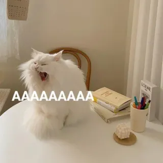 🤬 AAAAAAAAAA gato, grito, bostezo, gato blanco, gracioso, meme telegram sticker