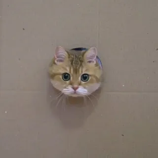 😺 chat, animal de compagnie, animal, boîte, mignon, chaton telegram sticker