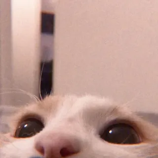 🥺 kucing, hewan, peliharaan, anak kucing, imut, domestik telegram sticker