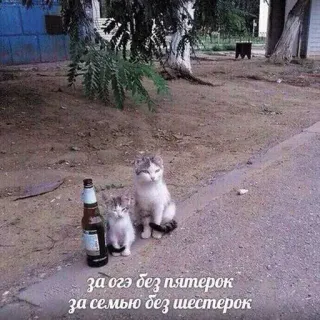 😁 за огэ без пятерок
за семью без шестерок 猫, アルコール, 子猫, ビール, 動物 telegram sticker