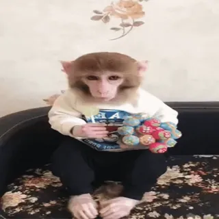 🍬 monkey, animal, portrait, cute, primate whatsapp sticker
