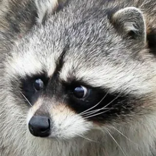😧 mapache, animal, mamífero, lindo, fauna telegram sticker