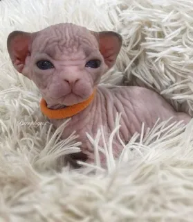 😑 Barephysio sphynx, chat, chaton, chat sans poil, animal de compagnie, animal, mignon telegram sticker