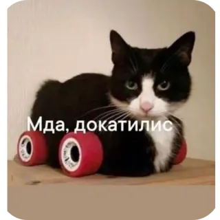 🐱 Мда, докатились whatsapp sticker
