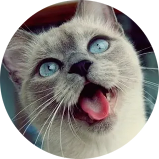 😄 cat, blue eyes, pet, animal, meme, funny, tongue, happy telegram sticker