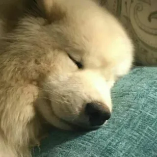 😴 cane, dormire, cucciolo, animale, animale domestico, carino telegram sticker