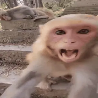 😱 monkey, animal, mammal, wildlife, ape, primate whatsapp sticker