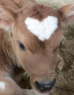🥰 veau, vache, coeur, animal, bétail, laitier telegram sticker