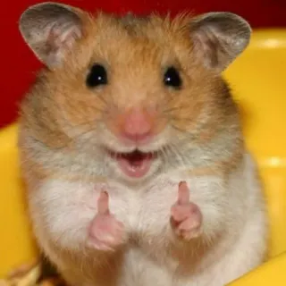 👍 Hamster, Nagetier, Tier, Daumen hoch, süß, Haustier, glücklich, Zustimmung telegram sticker