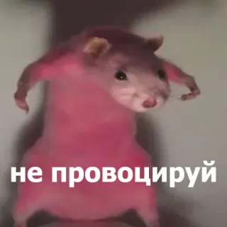 😠 не провоцируй หนู, สัตว์, มีม, ตลก, รัสเซีย, อย่าหาเรื่อง telegram sticker