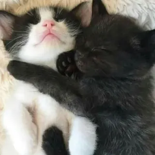 ❤ chatons, chats, dormir, animaux, mignon, animaux de compagnie, animaux domestiques telegram sticker