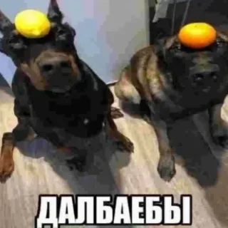 😡 ДАЛБАЕБЫ dogs, fruit, animals, pets whatsapp sticker