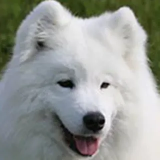 ❤️ Hund, Samojede, weißer Hund, Haustier, Tier, süß telegram sticker