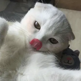 😋 cat, animal, pet, cute, white cat telegram sticker