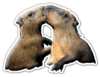 💏 kapibara, gryzoń, zwierzęta, dzika przyroda, słodki, ssak telegram sticker