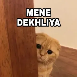🍁 MENE DEKHLIYA Katze, gucken, lustig, süß, Meme, Tier, Haustier telegram sticker