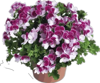 🌸 flower, plant, purple, pink, floral, pot, geranium, blossom whatsapp sticker